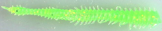 MicroKiller Червь, зеленый флюо